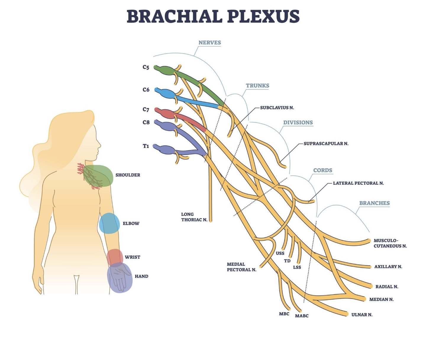Medical anatomy visual used as hero artwork